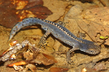 The Alpine newt (Ichthyosaura alpestris) male in a natural habitat