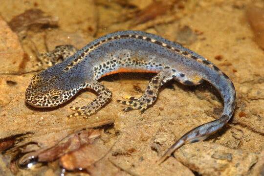 The Alpine newt (Ichthyosaura alpestris) male in a natural habitat