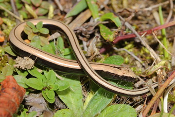 Young eastern slow worm (Anguis colchica) in natural habitat