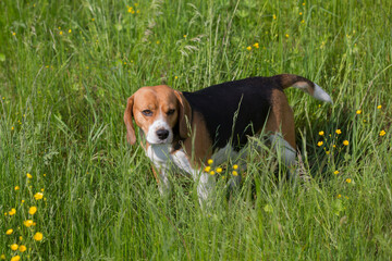 close up  shot of a cute beagle breed girl dog standing with a curious, attentive and interested...