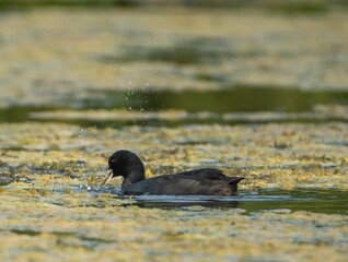 Fototapeta premium Coot bird swims on the lake and eats grass