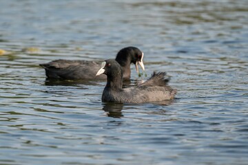 Coot bird swims on the lake and eats grass