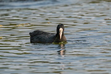 Coot bird swims on the lake and eats grass