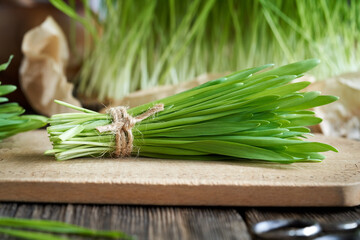 Freshly harvested barley grass - healthy nutritional supplement