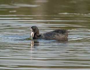 Coot bird swims on the lake and eats grass