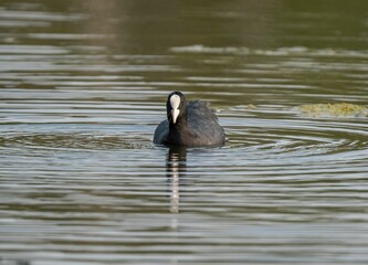 Coot bird swims on the lake and eats grass