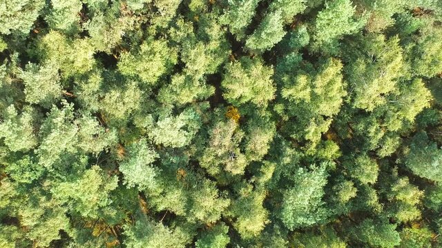 Las drzew z drona
