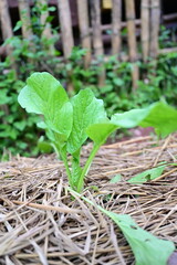 Cantonese tree vegetables have fresh green leaves Organically grown in vegetable plots where the land is covered with dry straw. Lettuce cantonese are commonly used in cooking.

