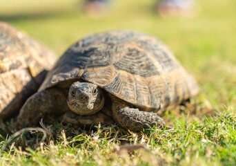 Turtle crawling on green grass