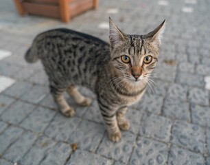 Obraz premium Beautiful tabby gray cat on a brick paving stone