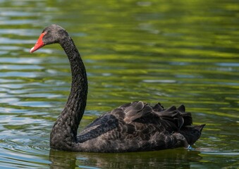 Beautiful black swan swims on the lake