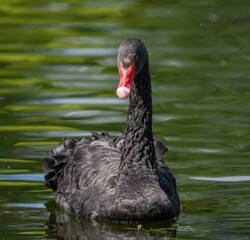 Beautiful black swan swims on the lake