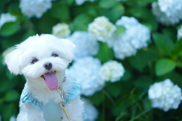 紫陽花と笑顔の子犬