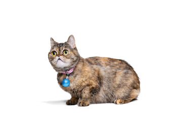 Studio shot of beautiful cute cat, pet posing isolated on white studio background. Animal life concept