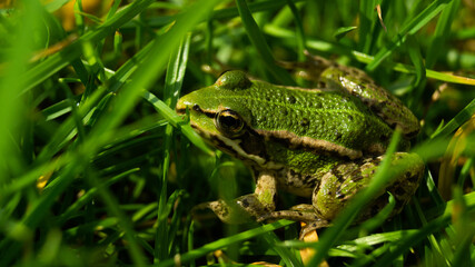żaba, trawa, zielona, zwierze