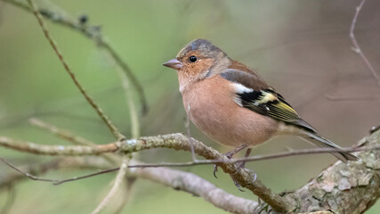 Common chaffinch (Fringilla coelebs) perched on a branch in the Caledonian forest, Cairngorms National Park, Scotland
