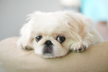 のんびりする子犬