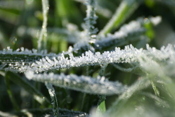Macro di fili d'erba congelati dalla brina mattutina, in inverno con i cristalli di ghiaccio ben...