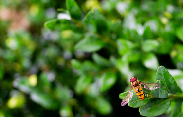 Mucha, robak, owad, liście, makro, natura
