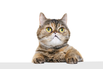 Close-up portrait of beautiful cute cat with green eyes, pet posing isolated on white studio...