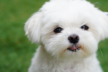 小さな白い子犬