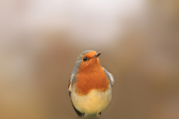 Portrait of a robin on a blurred background
