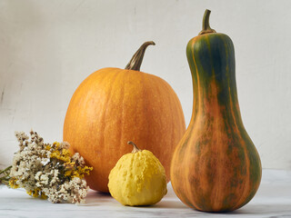 Still life with pumpkins of various shapes and sizes on a light background