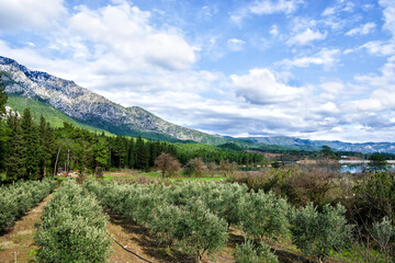 Fototapeta na wymiar Olive grove with the Taurus mountains in the background in Turkey
