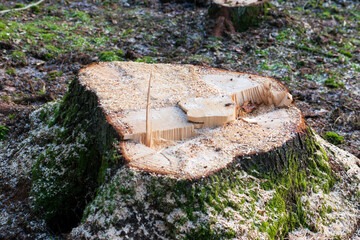 A freshly cut tree stump in nature at summer day. - obrazy, fototapety, plakaty