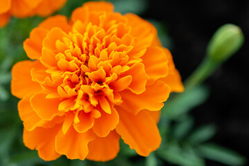 Close up of orange marigold flower growing in the garden.