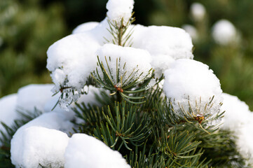 Close up of spruce tree branch covered in snow in nature outdoors.