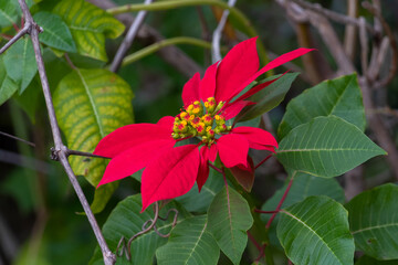 Gorgeous large red Poinsettia tree that blooms in December outdoors in Israel
