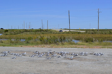 Road with sitting seagulls, Freeport, Texas - obrazy, fototapety, plakaty