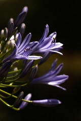 Close up of beautiful blue purple Agapanthus africanus also known as African Lily  in a public park in Israel
