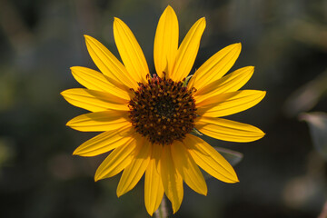 Pretty yellow single small sunflowers blooming in the sunshine in Israel.
