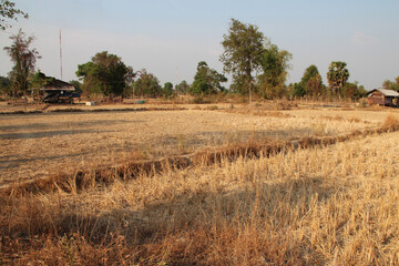 Fototapeta na wymiar dried rice fields at khone island (laos)