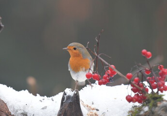 Rotkehlchen im Schnee