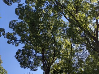 木々の間からのぞく青空
