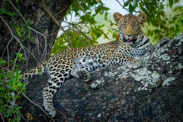 Naklejka na ściany i meble Leopard (Panthera Pardus) female in a African ebony or jackal-berry (Diospyros mespiliformis) tree. South Africa.
