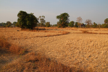 dried rice fields at khone island (laos)