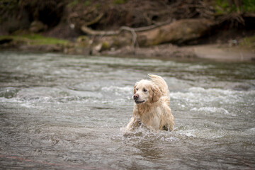 Playful dog jumping in a river. Cute Golden Retriever male swimming in a mountain stream in Beskid Niski, Poland. Selective focus on the animal, blurred background.