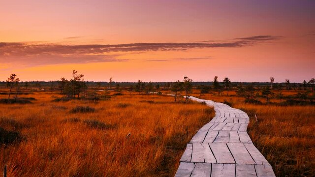 4K Swamp Nature Landscape. Sunset Time Lapse Time-Lapse Wooden Hiking Trail Winding Through Marsh. Cognitive Boardwalk Trail Over A Wetland