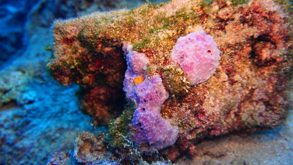 Fototapeta na wymiar Underwater Scene Coral Reef, Tranquil underwater scene as a background