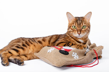 Lying Bengal cat with a bag of Christmas gifts in its paws.