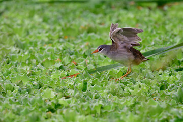 happy grey bird opening its wings up while walking on green weed in early morning, white-browed crake