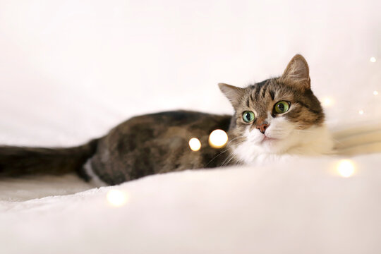 Adorable cat lying on cozy bed on background of christmas golden lights bokeh. Fluffy cute cat relaxing on the bed with christmas lights. High quality photo