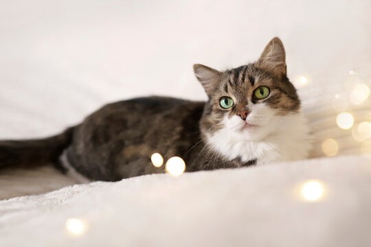 Adorable cat lying on cozy bed on background of christmas golden lights bokeh. Fluffy cute cat relaxing on the bed with christmas lights. High quality photo