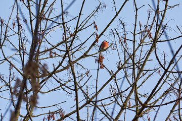 Bullfinch sits on a tree branch and eats seeds. Late autumn. November 2021.