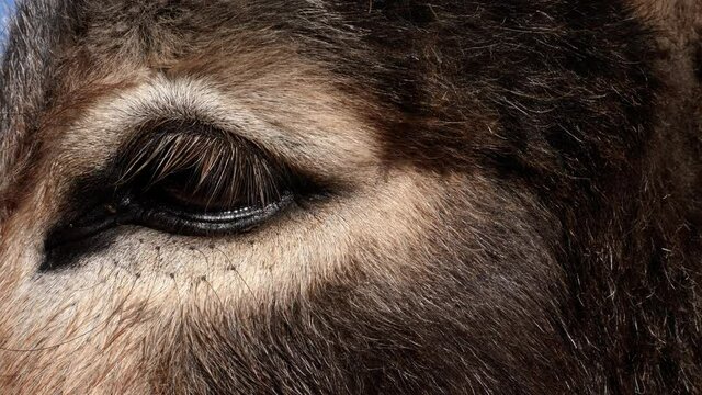 Beautiful donkey eye, closeup, looking. Animal background footage.