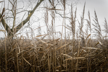 Obraz premium trzcina, drzewo, bagno